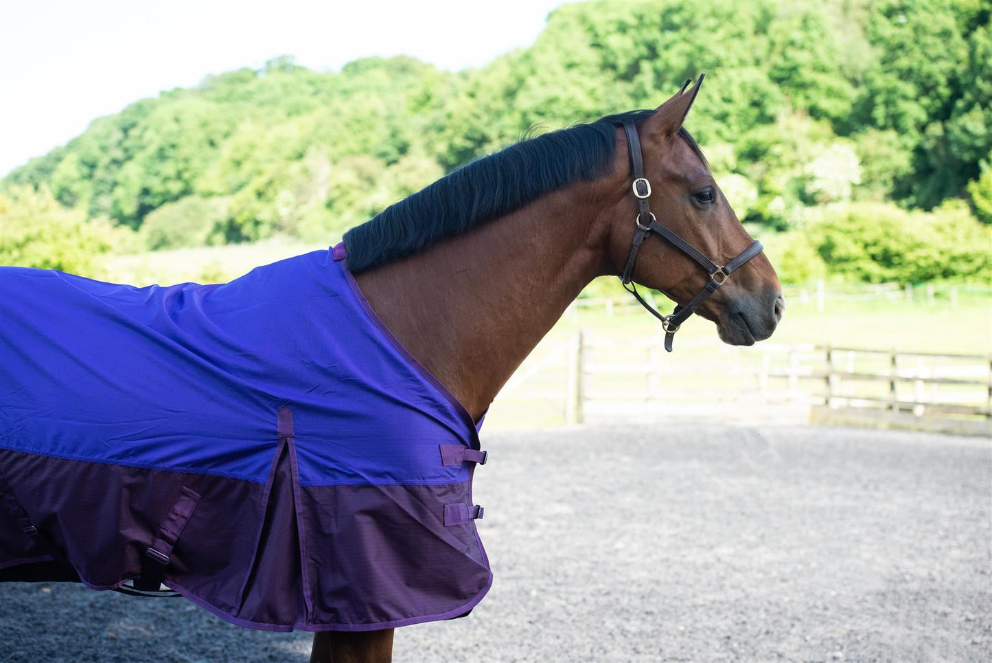 600D Mediumweight Waterproof Horse Turnout Rug 100g Fill Standard Neck Purple/Plum