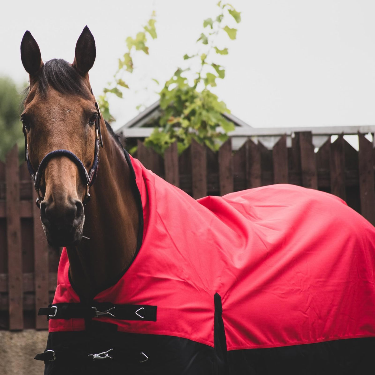 1200D Mediumweight Waterproof Horse Turnout Rug 100g Fill Half Neck Red/Black