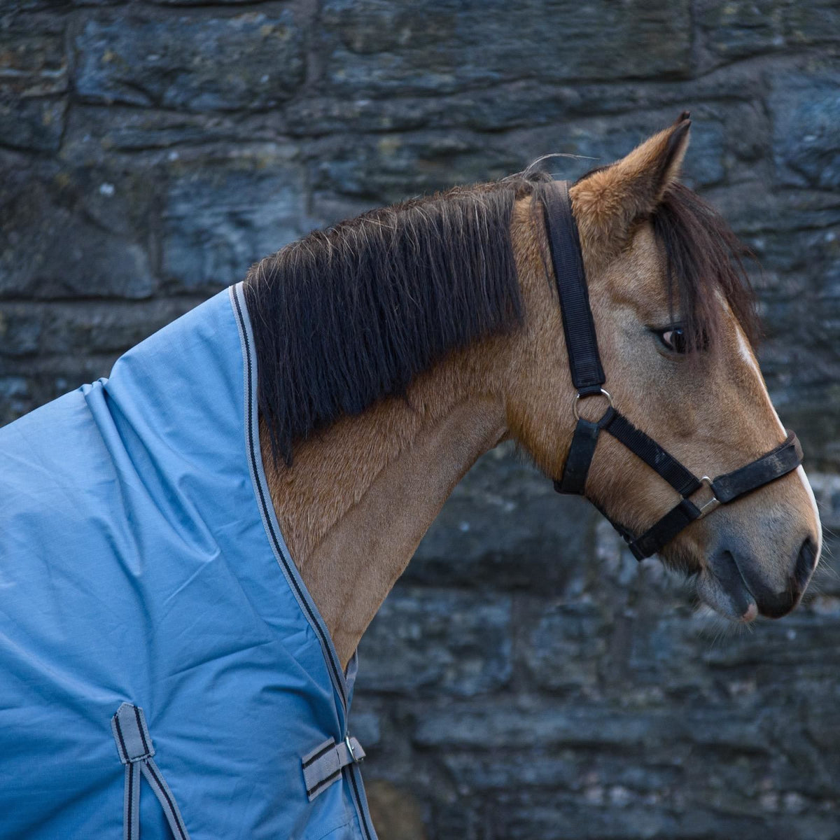 600D Lightweight Waterproof Horse Turnout Rug 0g No Fill Half Neck Dark Plum