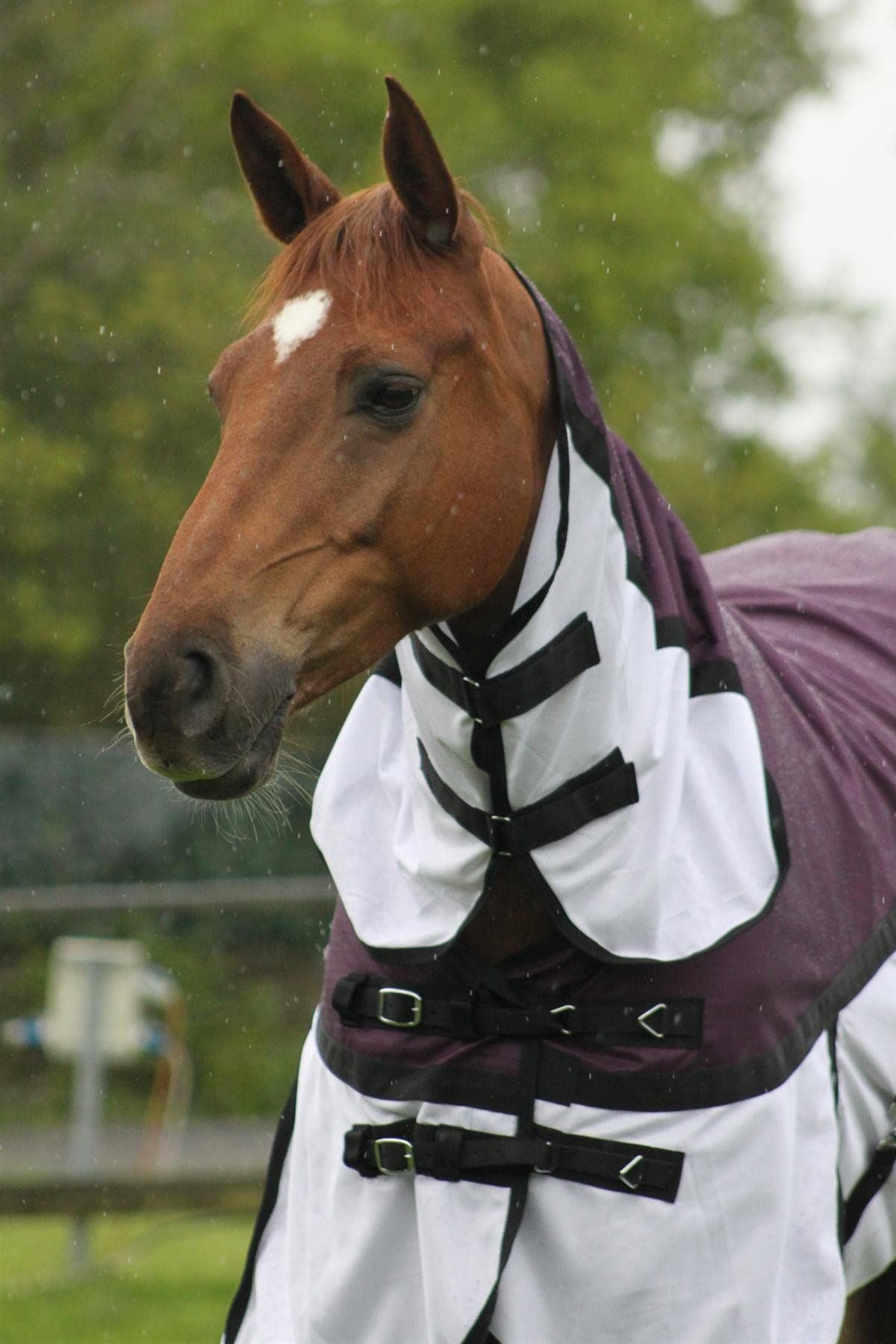 600D 2 in 1 Lightweight Waterproof Fly Turnout Mesh Horse Rug Fixed Neck Burgundy/White