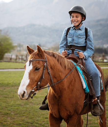 Premium Horse Sweat Blankets Customer Favorites