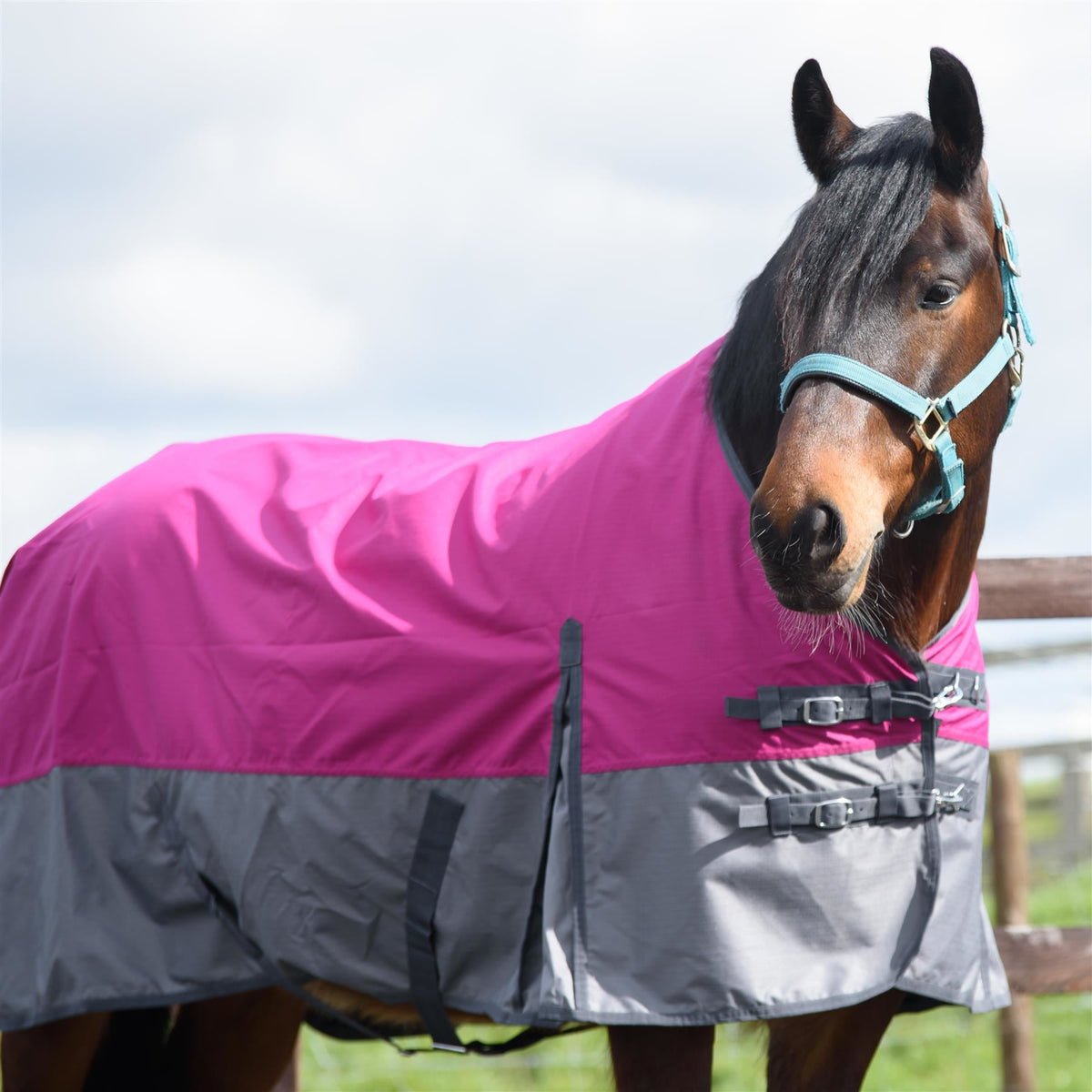 600D Mediumweight Waterproof Horse Turnout Rug 100g Fill Standard Neck Raspberry/Grey