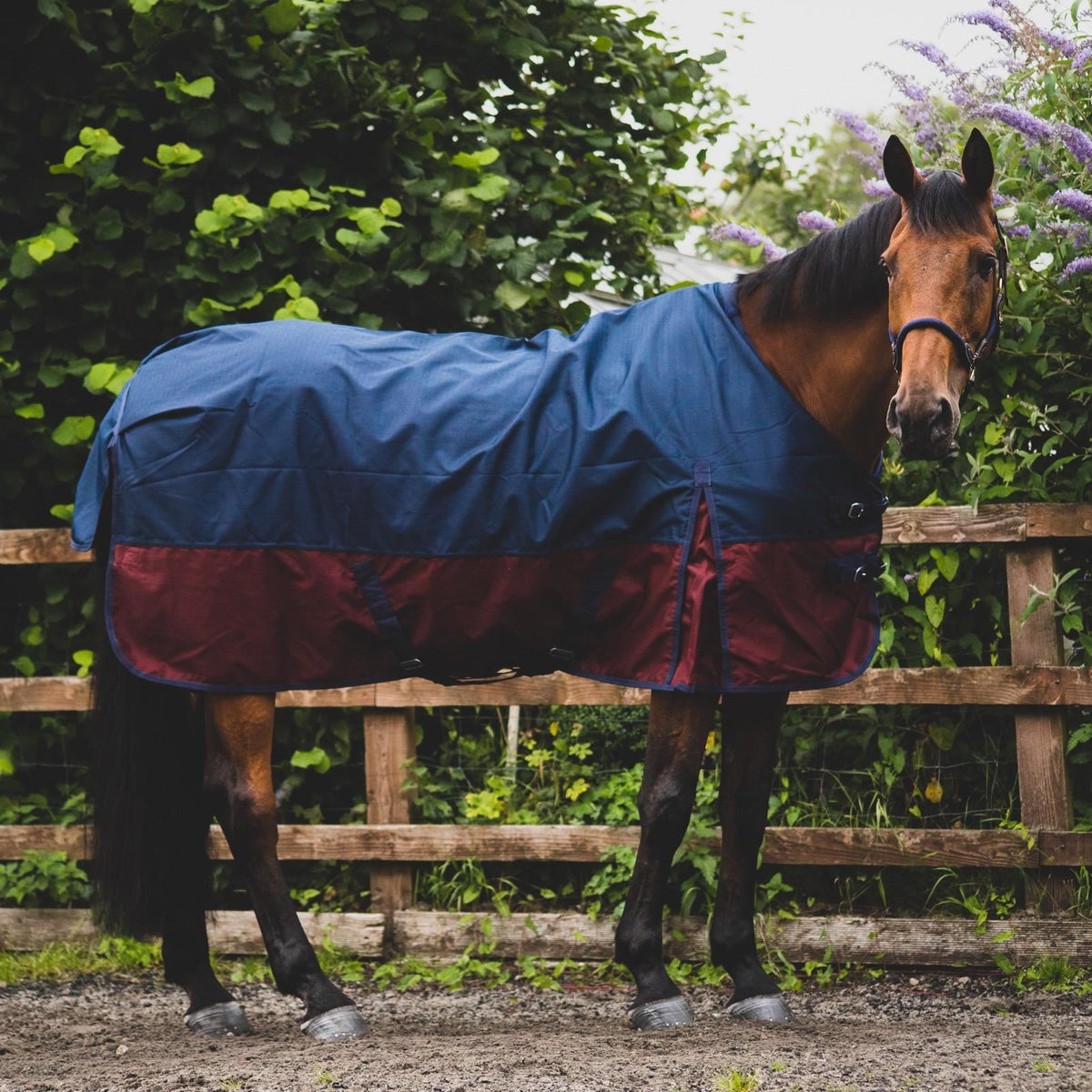 600D Mediumweight Waterproof Horse Turnout Rug 50g Fill Half Neck Royal Blue