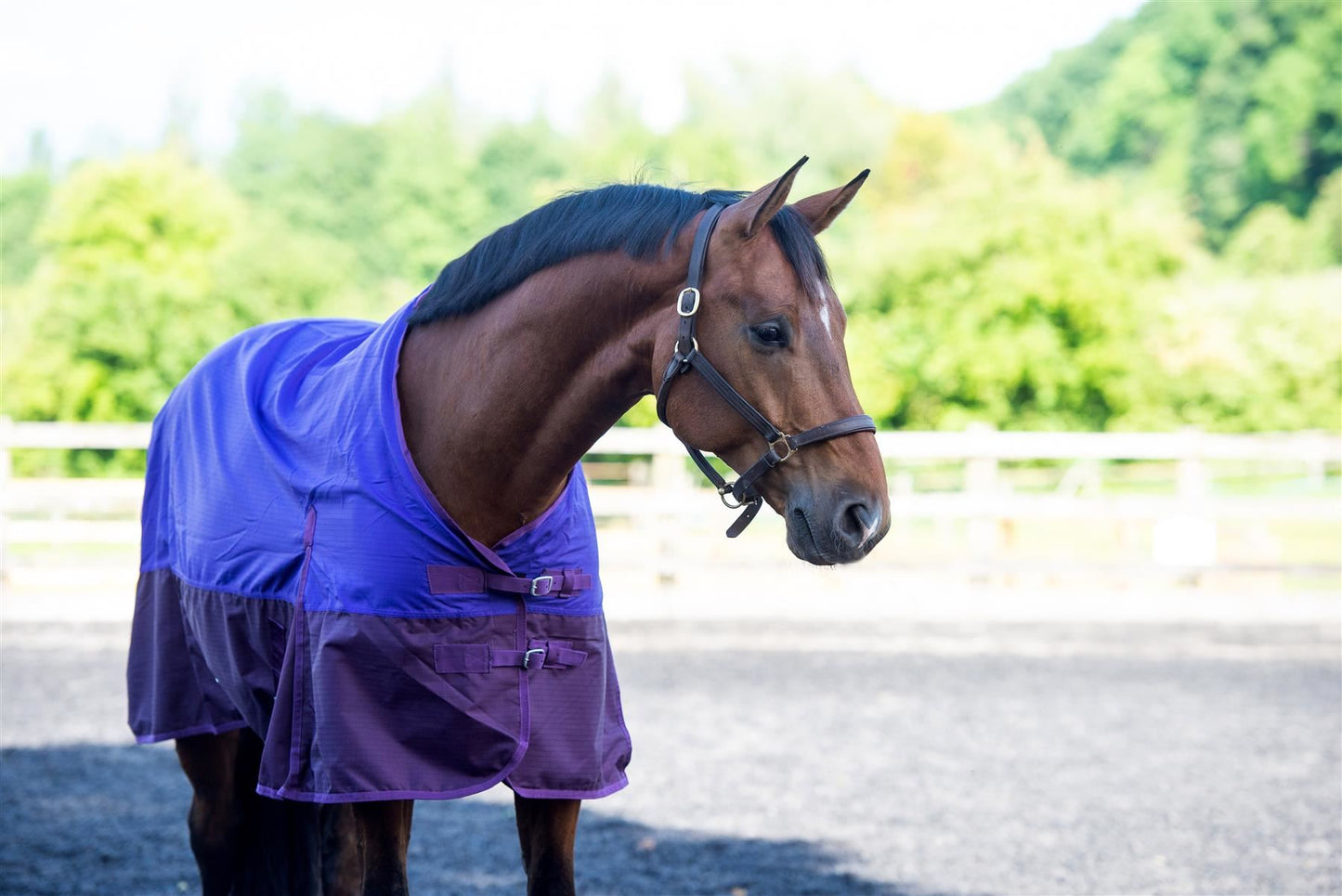 600D Mediumweight Waterproof Horse Turnout Rug 100g Fill Standard Neck Purple/Plum