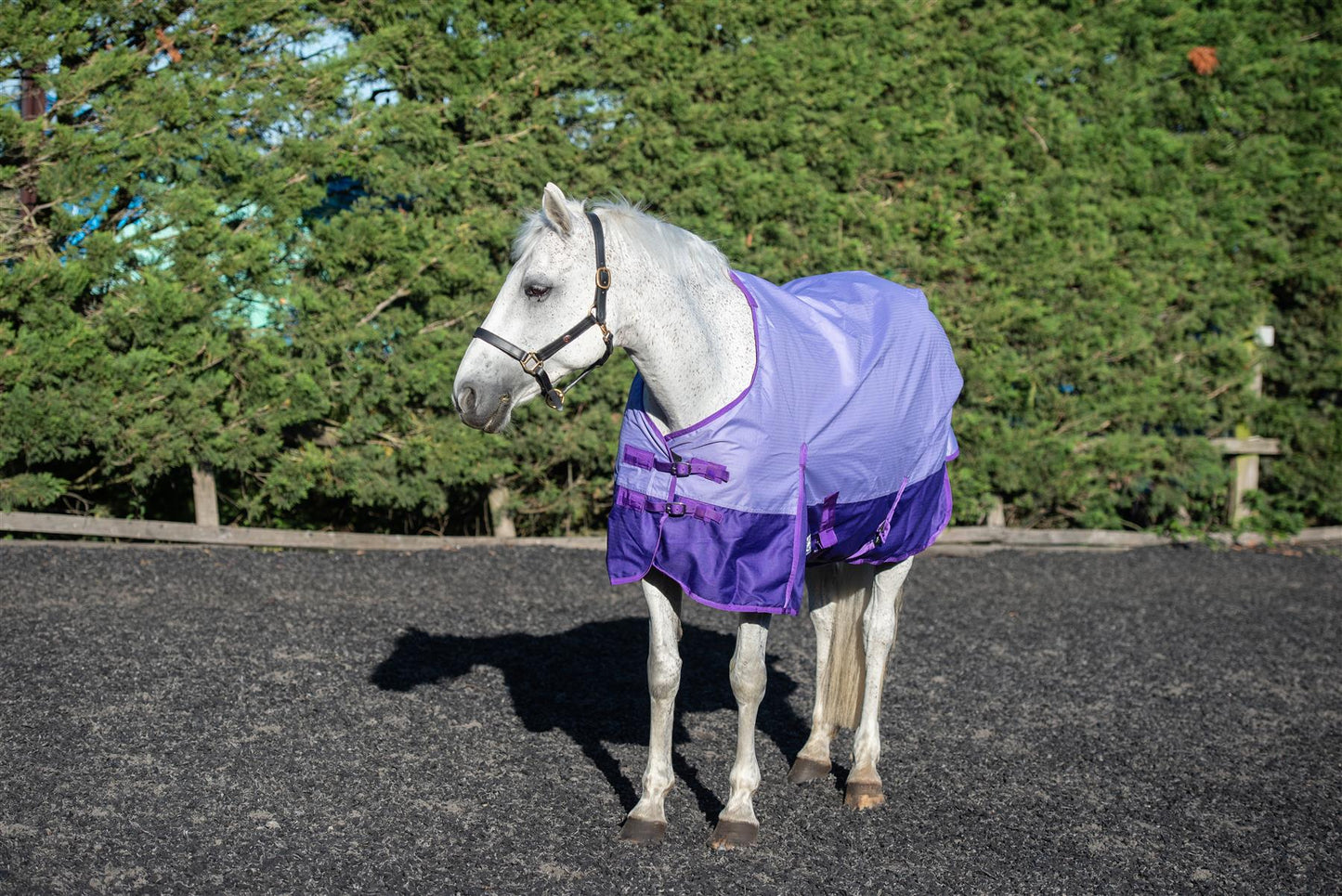 600D Lightweight Waterproof Horse Turnout Rug 0g No Fill Regular Neck Lavender/Purple