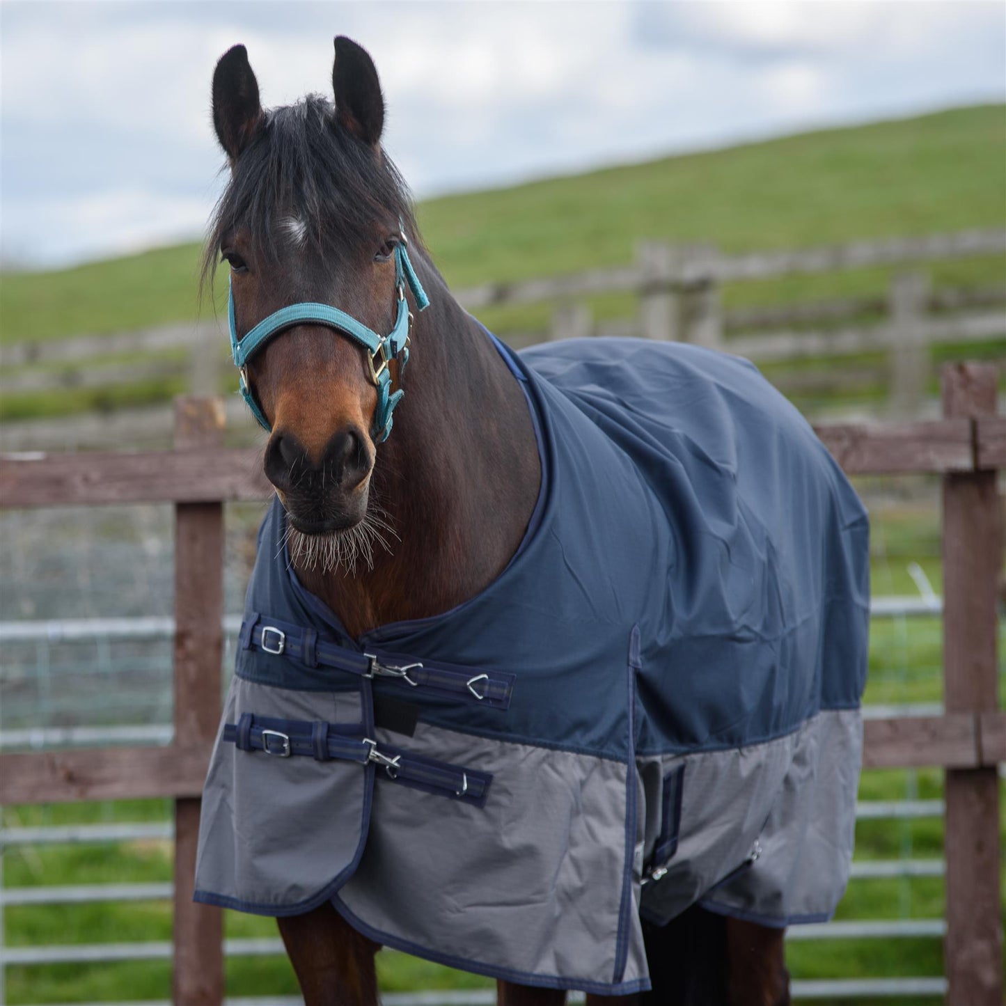 600D Lightweight Waterproof Horse Turnout Rug 0g No Fill Regular Neck Navy/Grey